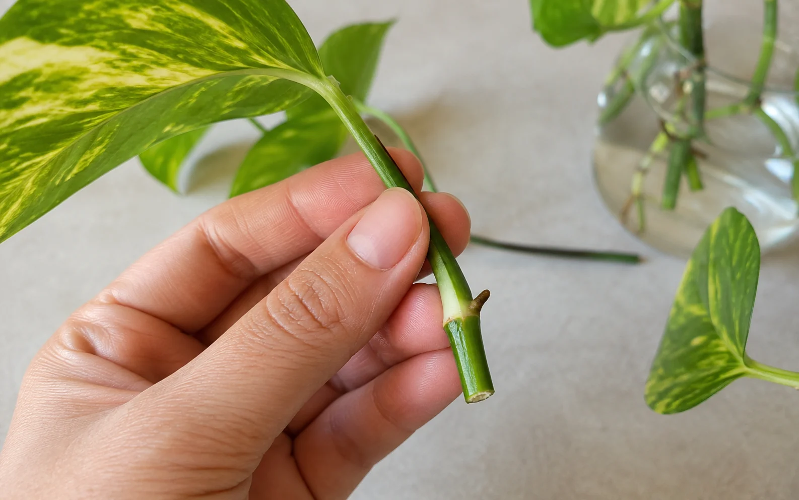 نمای نزدیک گره پتوس و محل صحیح برش قلمه